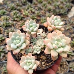 2661. Sedum Clavatum Cluster size 10 cm - Image 4