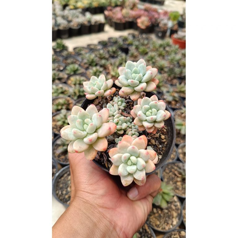 2661. Sedum Clavatum Cluster size 10 cm