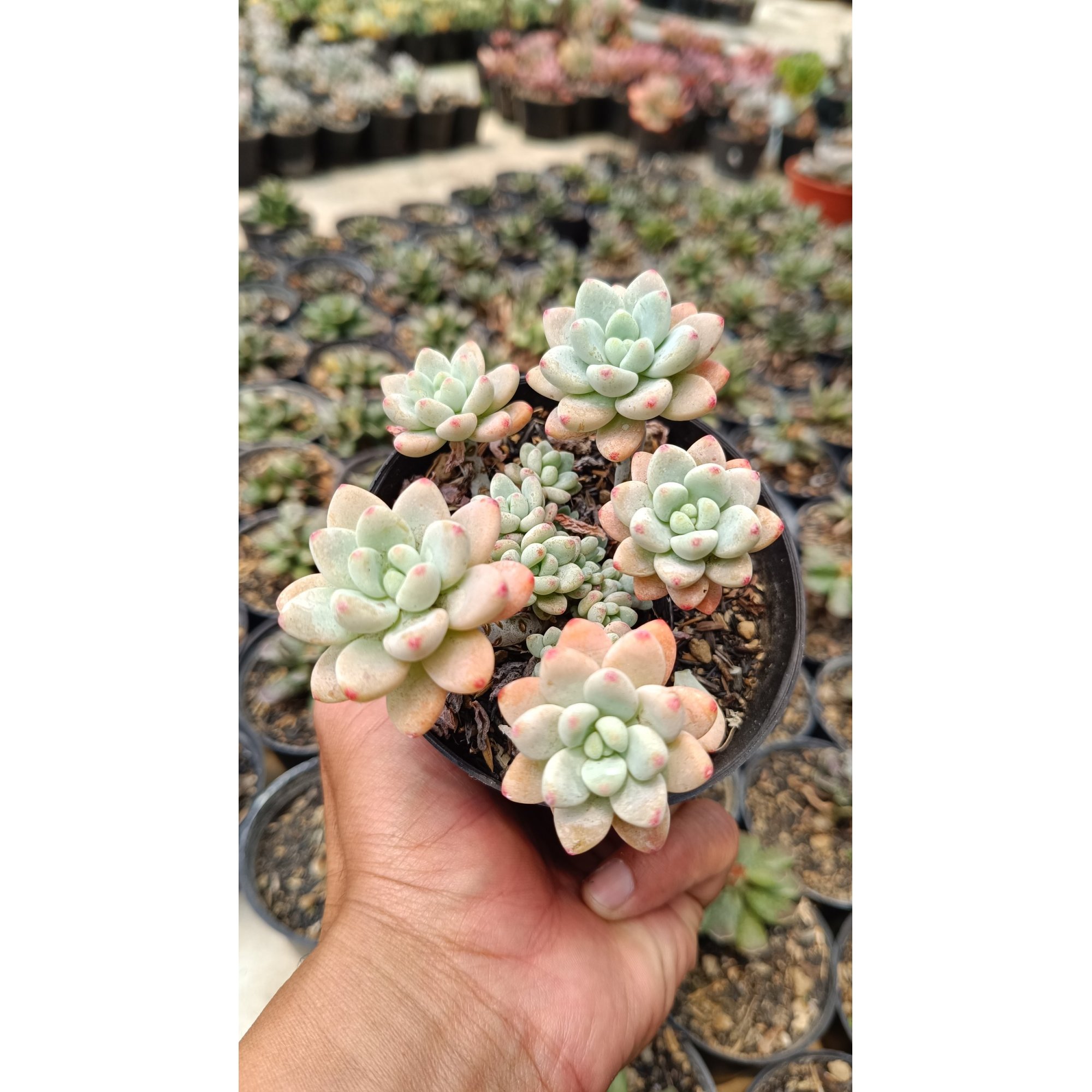2661. Sedum Clavatum Cluster size 10 cm