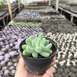 2633. Sedum Hintonii 3pcs - Image 2