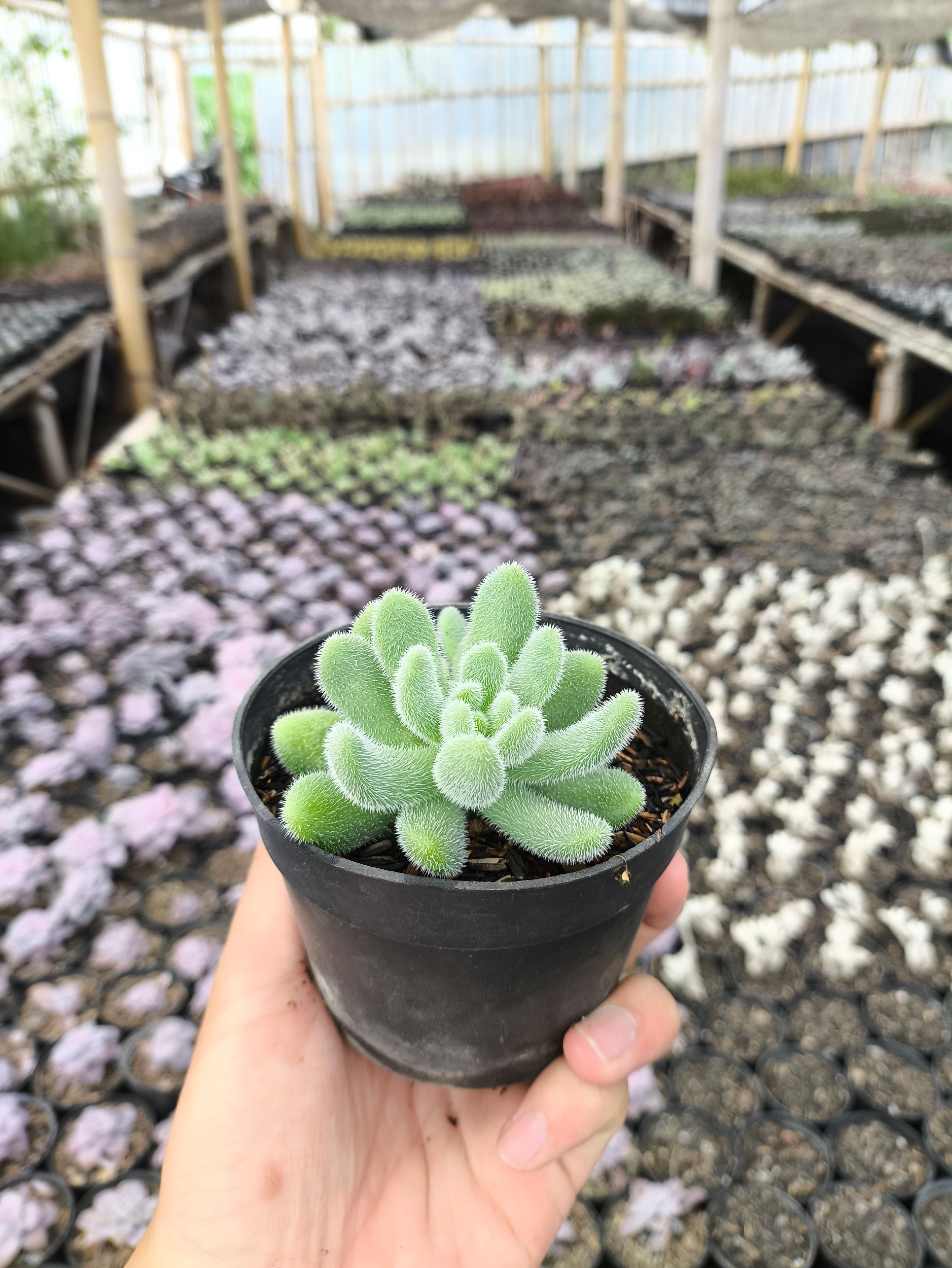 2633. Sedum Hintonii 3pcs - Image 2
