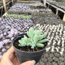 2633. Sedum Hintonii 3pcs - Image 3