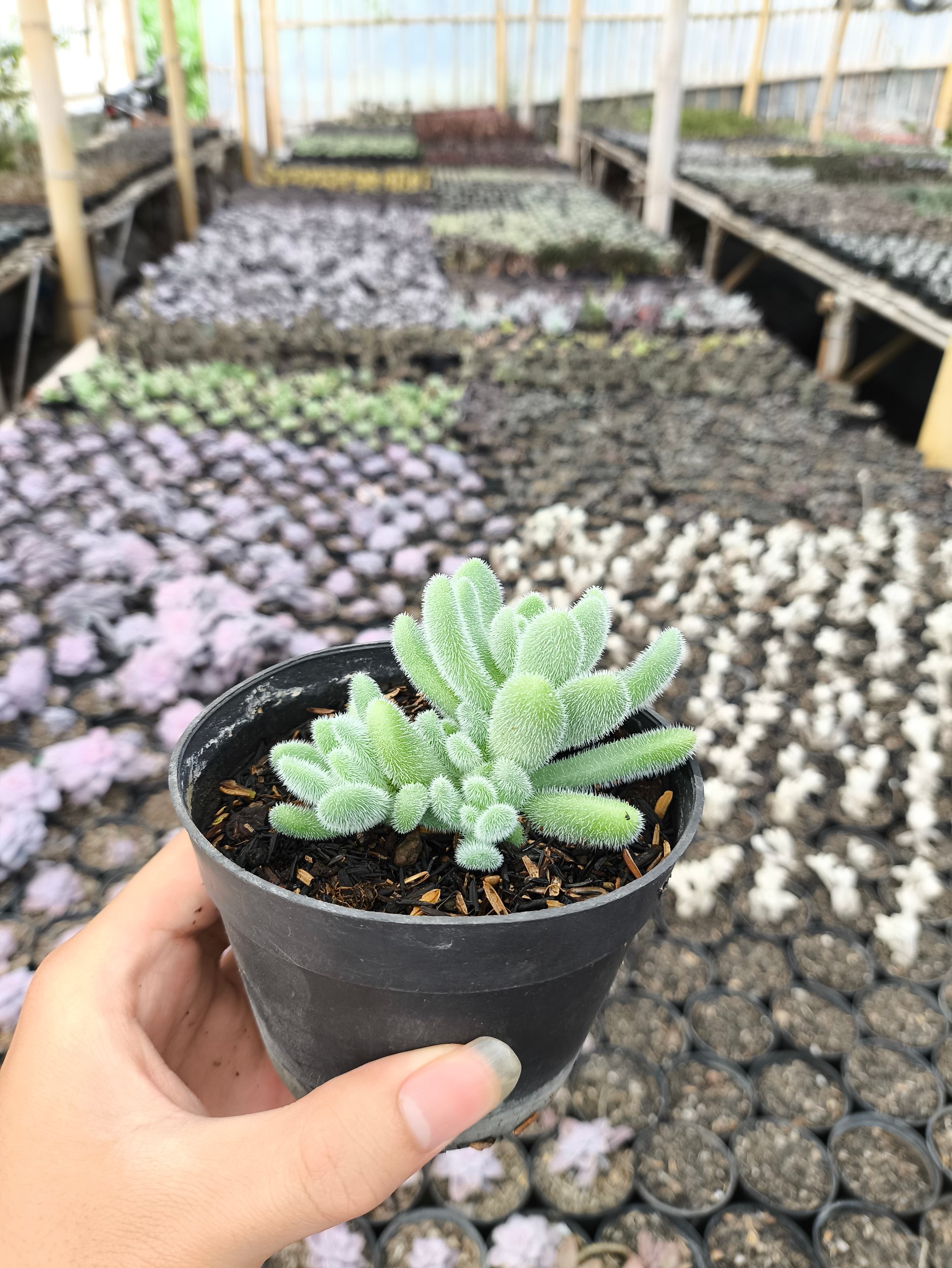 2633. Sedum Hintonii 3pcs - Image 3