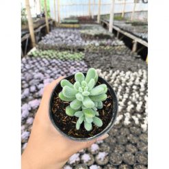 2633. Sedum Hintonii 3pcs