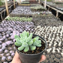 2633. Sedum Hintonii 3pcs - Image 4